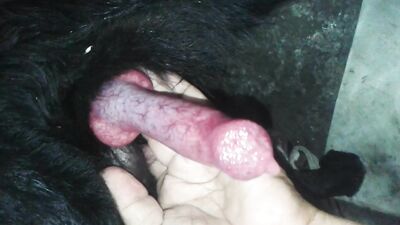 Mutt Lovers Dream: Hung Stud Fucks Eager Pup In Steamy Doggy Anal