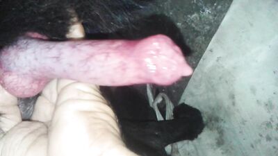 Mutt Lovers Dream: Hung Stud Fucks Eager Pup In Steamy Doggy Anal