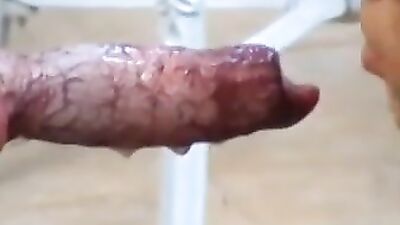 A Big Dog Cock