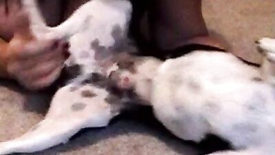 Busty Babe Pleases Tiny Pup