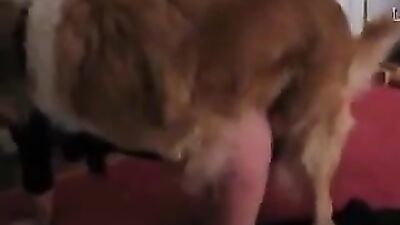 PUSSY GET FUCK HARD BY DOG