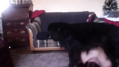 Dogs Desire More Than Just Belly Rubs