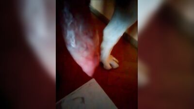 Puppys Hot Cumshot for Hungry Wife