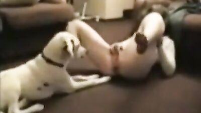 woman let dog like her pussy
