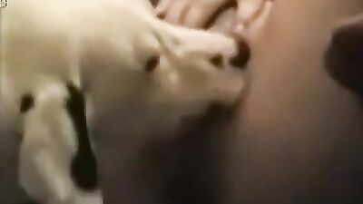 woman let dog like her pussy