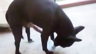 Small dog, big penis