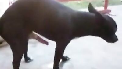 Small dog, big penis