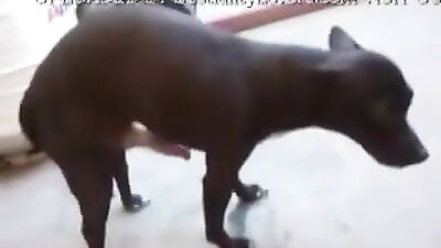 Small dog, big penis