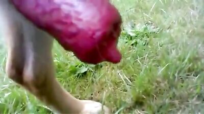 Shepherd dog cock