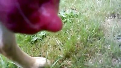 Shepherd dog cock