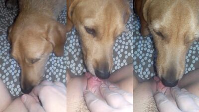 Zoo Bitch Sucks and Swallows Cock till Overflowing Cum Shot
