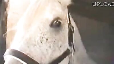 Sloppy Horsey Facial - Horse Cum Swallows Deep Throat