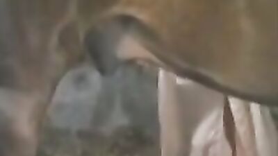 Wild Mares Thick Cock Devours Innocent Girls Mouth