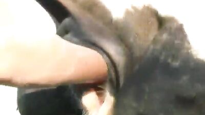 Double Fisting Cow