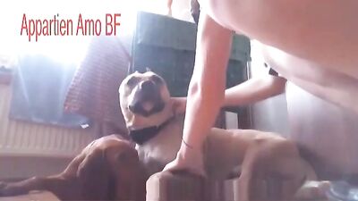 Dog cock suck with cum