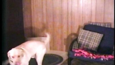 Young Beautys Sizzling Animal Affair