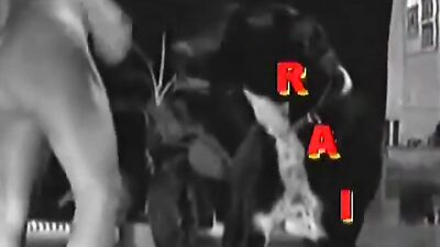 Raisor