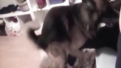 My dog is horny