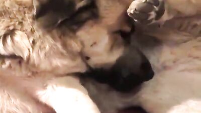 Dildo And Dog Fun