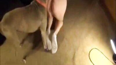 Luv my bitbull cock