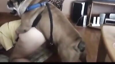Bulldogge Dip in Tie