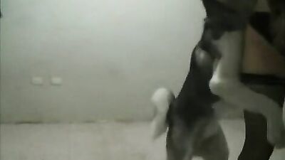Mexzoo - Miss Fernanda teasing a horny Husky - full scene