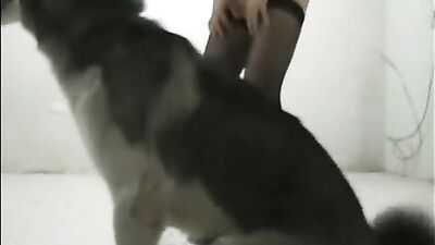 Mexzoo - Miss Fernanda teasing a horny Husky - full scene