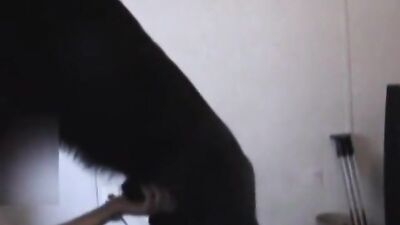 Clip Man fuck dog 6