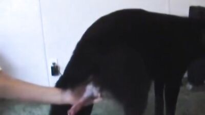 Clip Man fuck dog 6