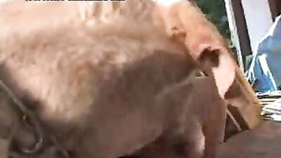 asian whit dog