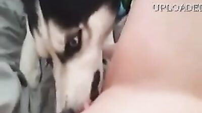 BadGirl Love husky