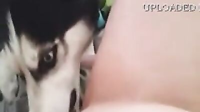 BadGirl Love husky