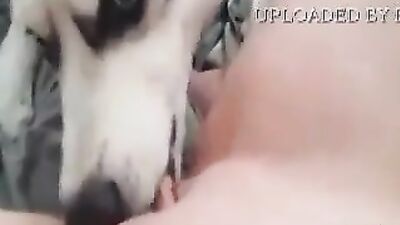 BadGirl Love husky