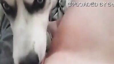 BadGirl Love husky