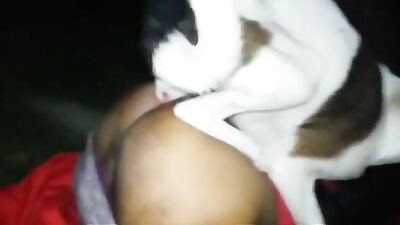 Hungry Street Dog Devours Curvy Trans Girls Boobs And Cock