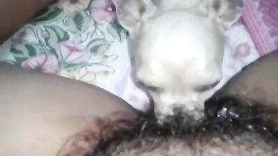 Puppy Licks Russian Zookeepers Shaggy Pussy