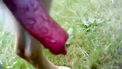 German Shepherd dog cock