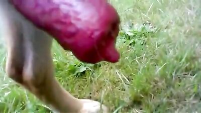 German Shepherd dog cock