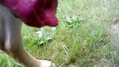 German Shepherd dog cock