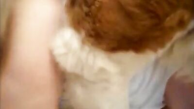 Saint Bernard Knots Amateur on Bed at Home