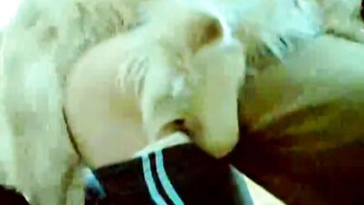 Forbidden Passion Ignites Between Piggy Russian Honey and Her Stud