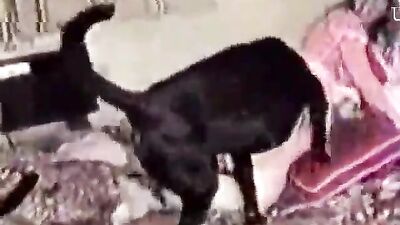 amateur dogsex movie