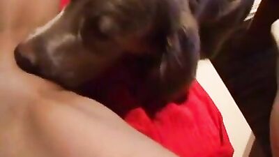 a nap with pet