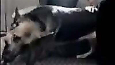 A Pit and His Bitch