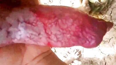 Run over by the dog