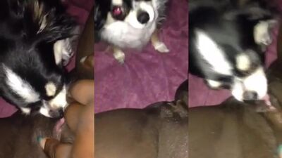Paw-some Bitch Gets Dicked Down