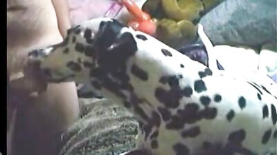 airedale clip3