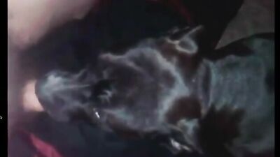 airedale clip3