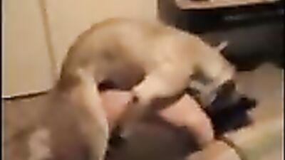 Dog pissing on her face