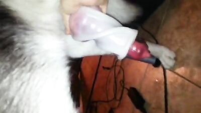 Brazilian Babe Milks Mega Python